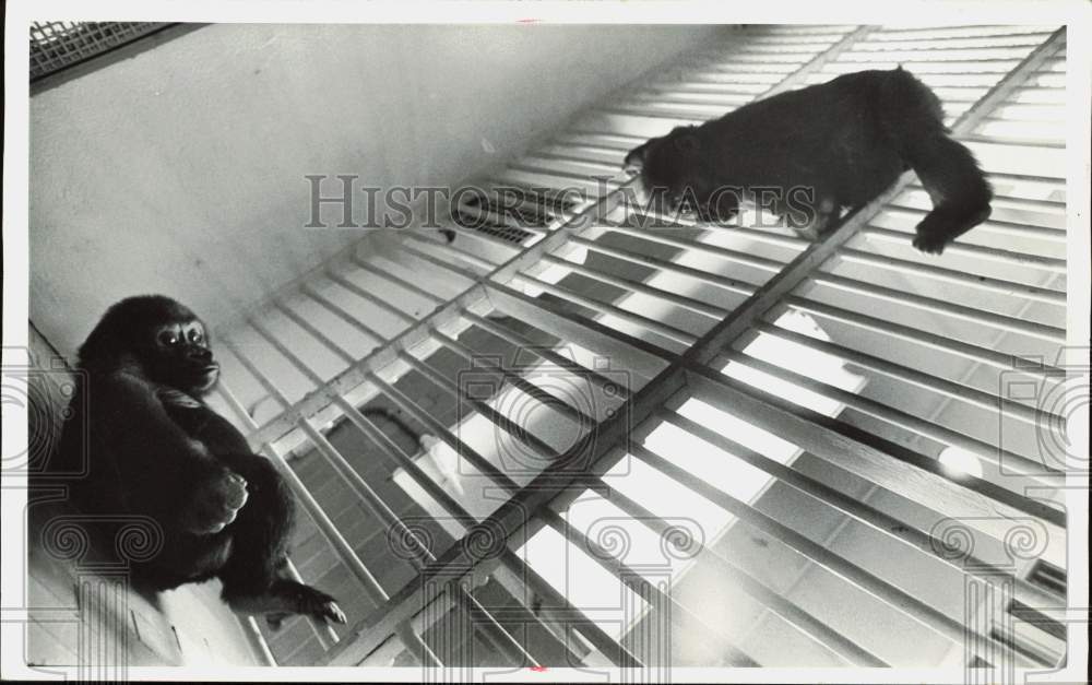 1970 Press Photo Baby gorillas Don and Donna climb their cage at Como Park Zoo- Historic Images