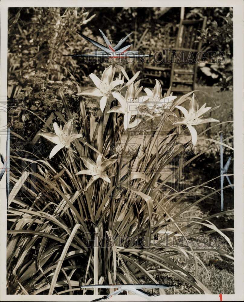 1953 Press Photo Lilies in a garden - lra81802- Historic Images