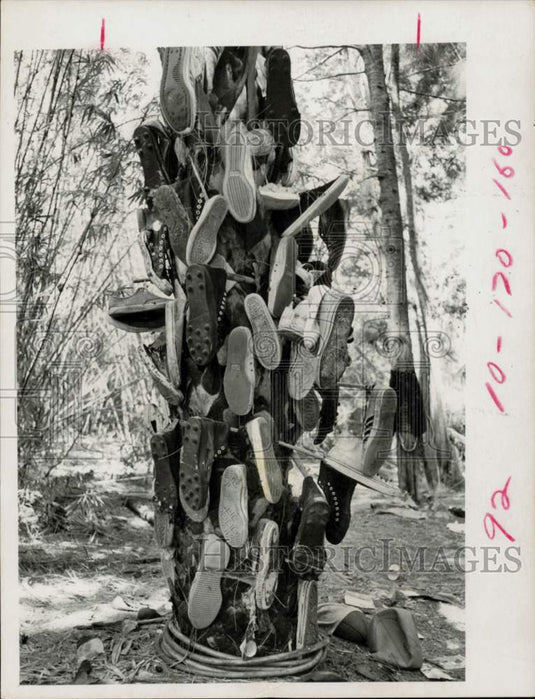 1972 Press Photo Palm tree covered in shoes - lra82146- Historic Images
