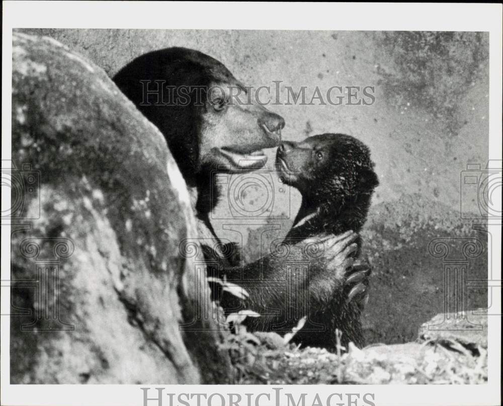 1986 Press Photo Momma Sun Bear holds her cub at Metro Zoo - lra84548- Historic Images