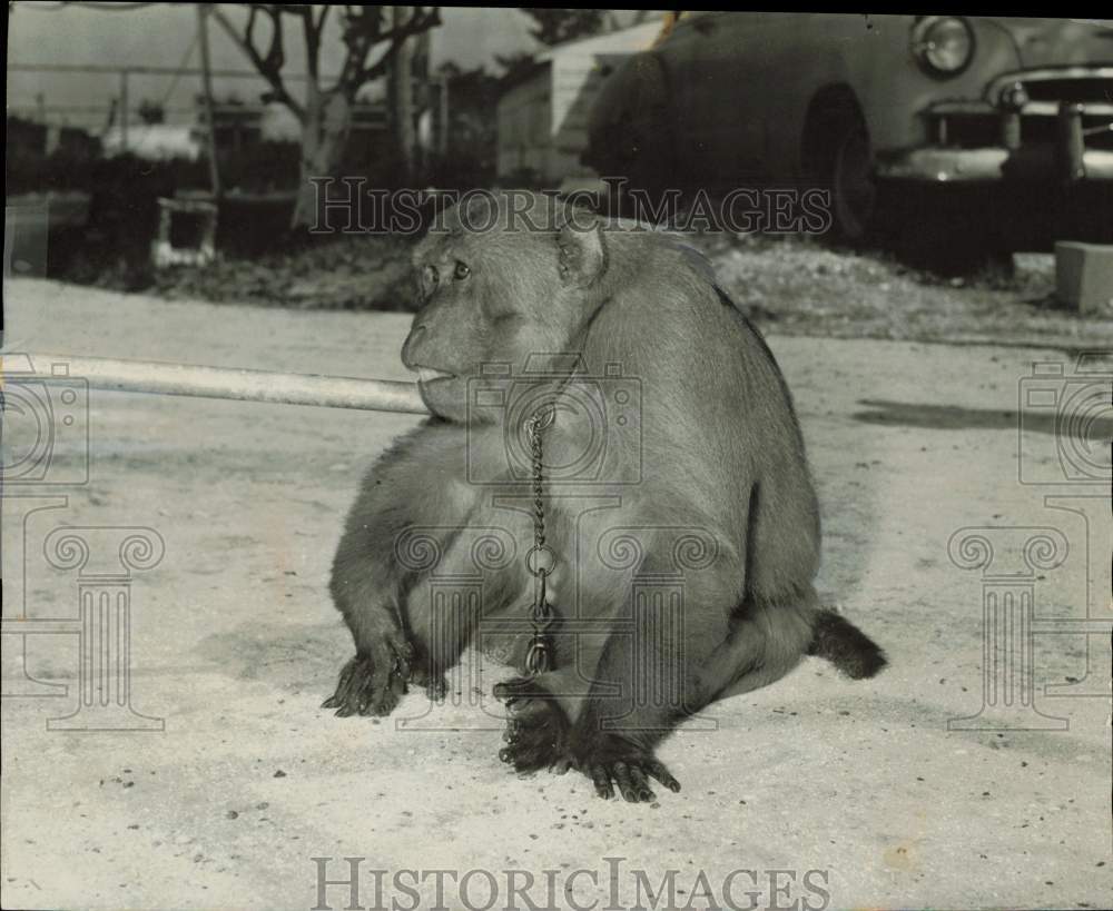 1961 Press Photo Baboon on leash at Animal Rescue League, West Palm Beach- Historic Images