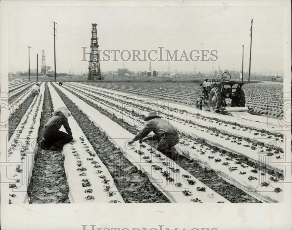 1963 Press Photo Workers check strawberry plants at farm near Miami - lra85399- Historic Images