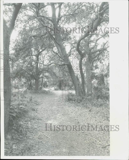 1979 Press Photo A wooded nine-acre site for a new park in St. Petersburg- Historic Images