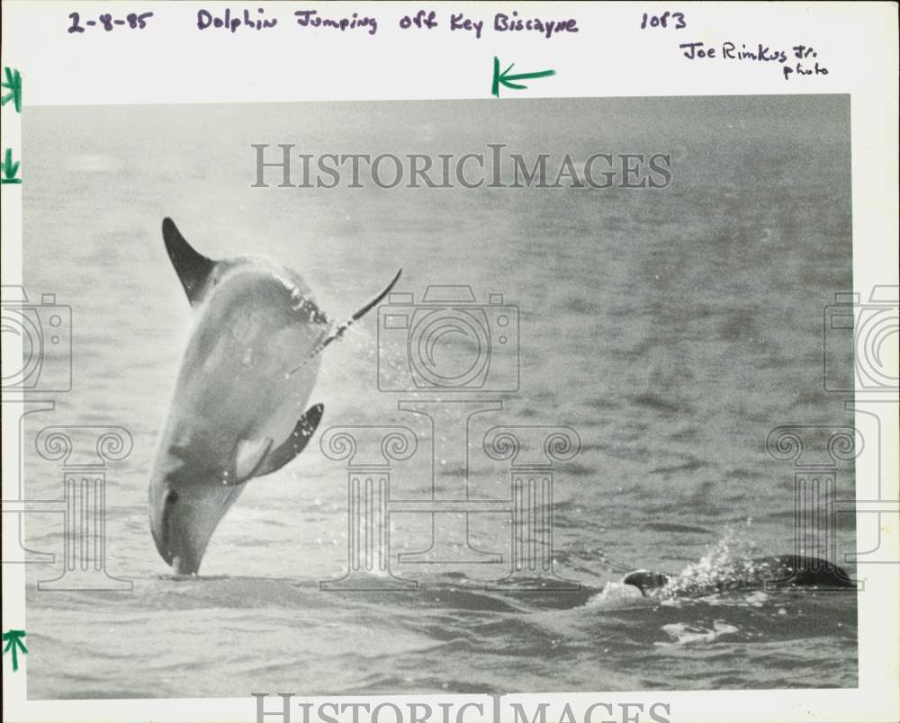 1985 Press Photo Dolphin jumping off Key Biscayne - lra97531- Historic Images