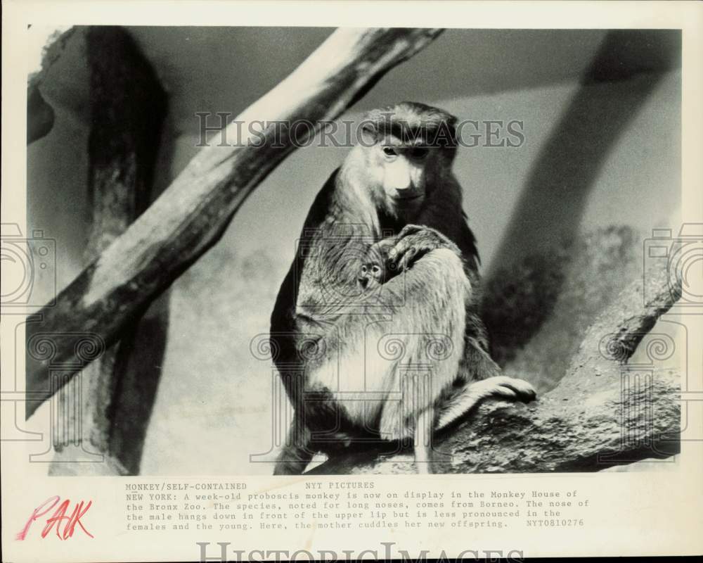 Press Photo Proboscis monkey with baby at Monkey House at the Bronx Zoo- Historic Images