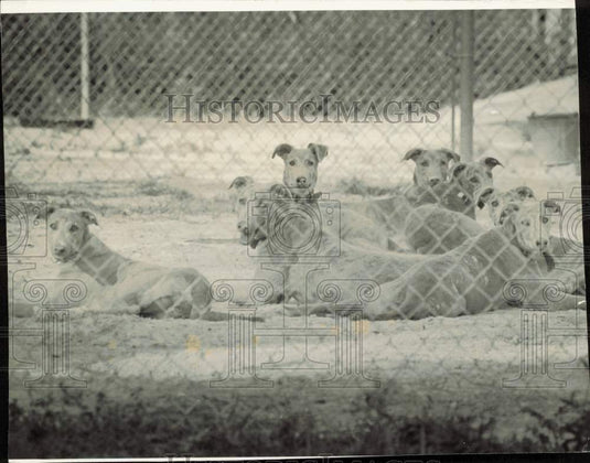 1976 Press Photo Dogs relaxing in a kennel, Florida - lrb03795- Historic Images