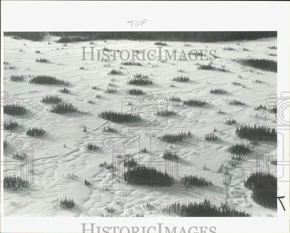 1987 Press Photo Spruce Trees Dot Swamp Land Between Anchorage and Skwentna- Historic Images