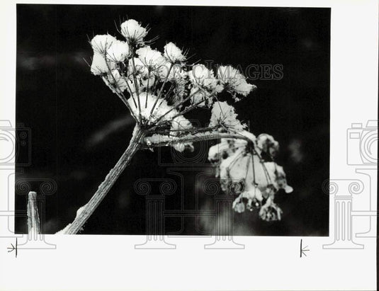 1987 Press Photo Snow rests on dead cow parsnip flowers at Bootleg Cove, Alaska- Historic Images