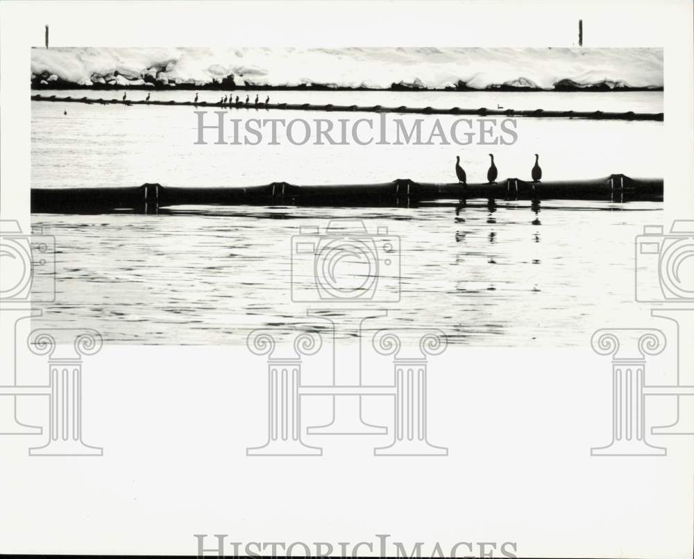 1989 Press Photo Flock of birds on oil containment boom at Alyeska Port facility- Historic Images