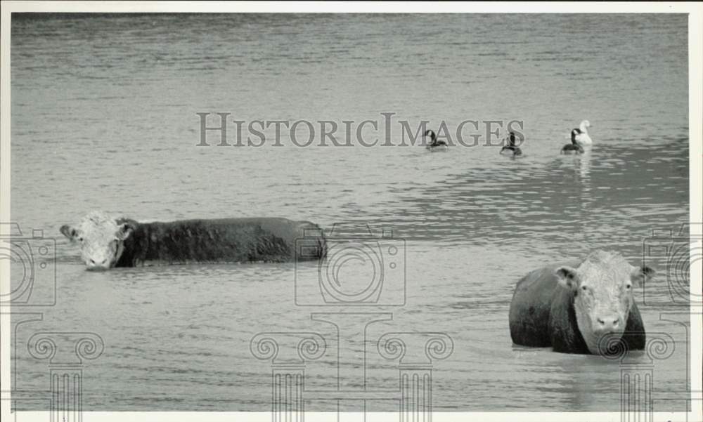 1983 Press Photo Cows Swimming in Pond Off Albermarle Road Outside Charlotte- Historic Images