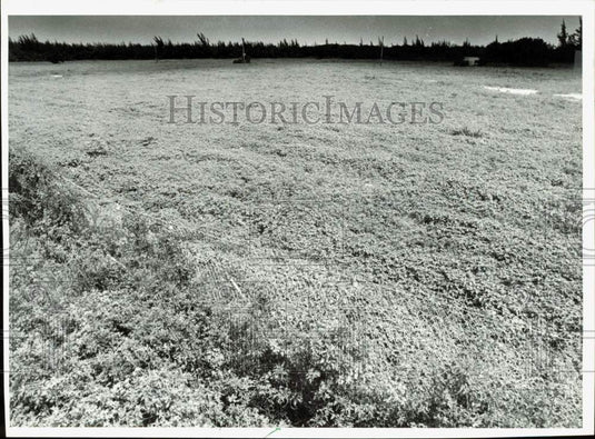 1986 Press Photo Fenced-In Vacant Land on Biscayne Boulevard - lrb10914- Historic Images