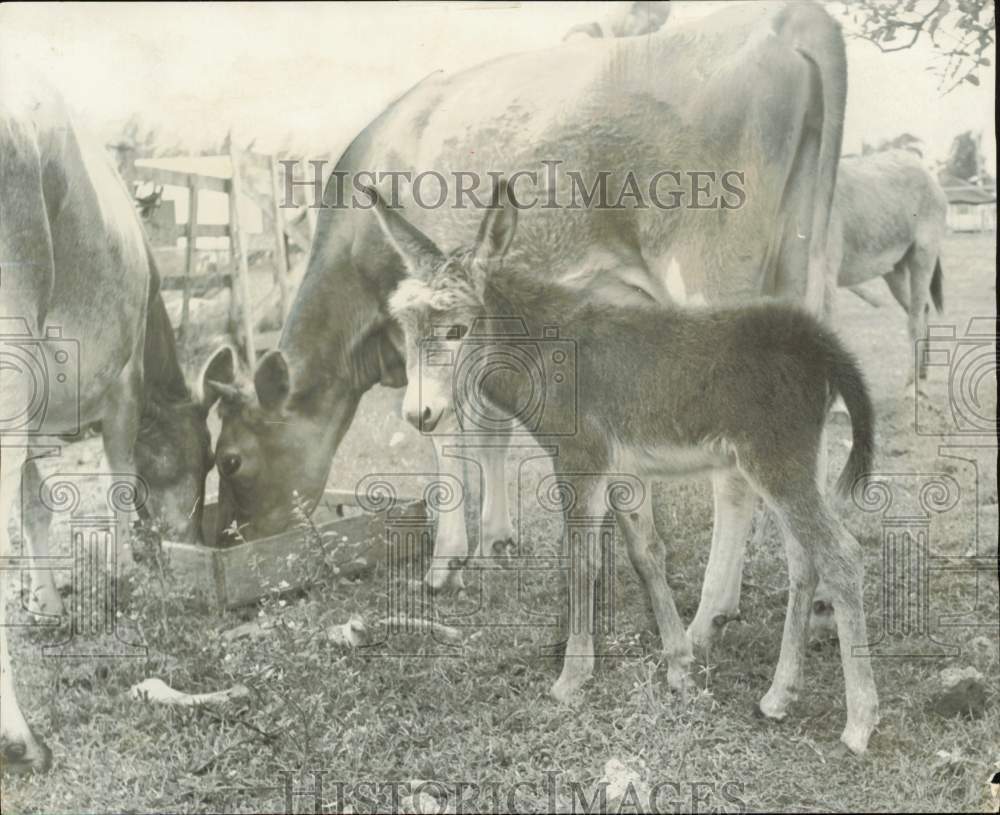 1969 Press Photo Young donkey in field with cows, Florida - lrb11146- Historic Images