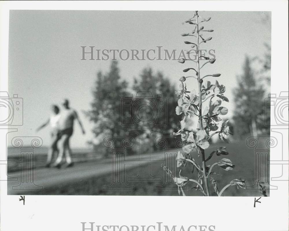 1986 Press Photo A couple walk along the coastal trail as the fireweed blooms- Historic Images