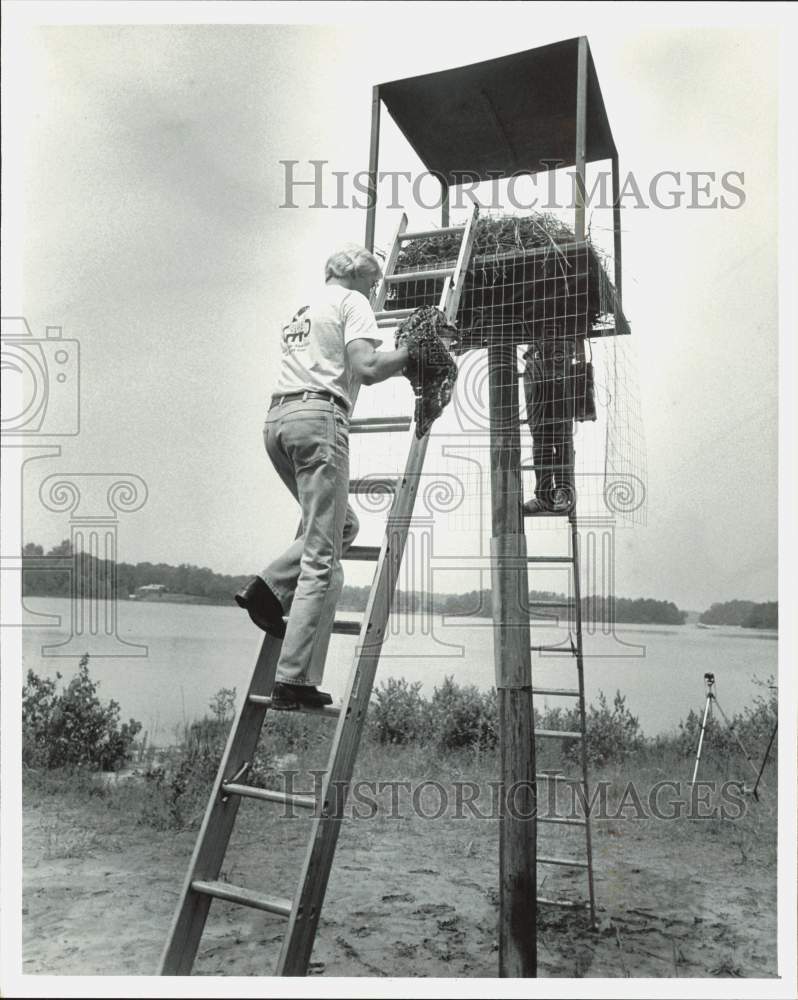 1982 Press Photo Dr. Dick Brown Carries Hawk to Nest, UNCC Raptor Center- Historic Images