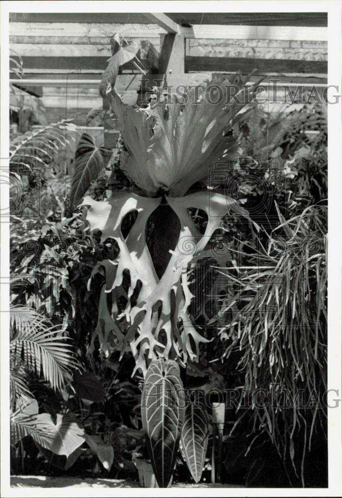 1984 Press Photo Close up view of staghorn fern in the garden - lrb18858- Historic Images