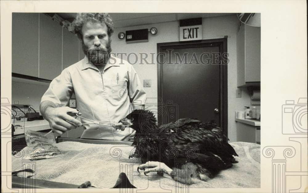 1985 Press Photo Dr. James Wempe feeding salmon to eagle, Alaska - lrb19891- Historic Images