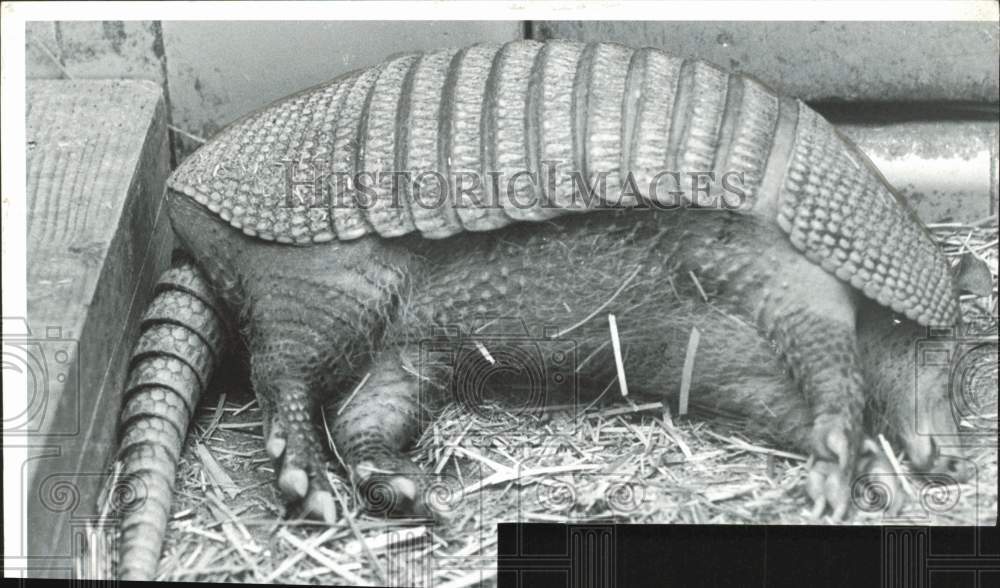 1966 Press Photo Armadillo sleeping in its enclosure - lrb22468- Historic Images