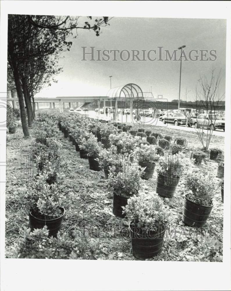 1982 Press Photo Shrubs to plant at Charlotte Douglas International Airport- Historic Images