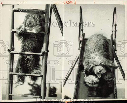 1974 Press Photo Dog climbing slide ladder then sliding down - lrb30549- Historic Images