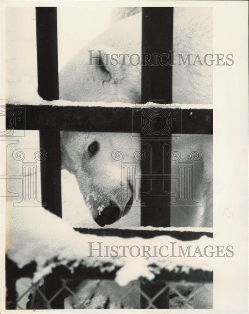 1986 Press Photo Polar bear behind snow covered enclosure, Alaska - lrb31448- Historic Images