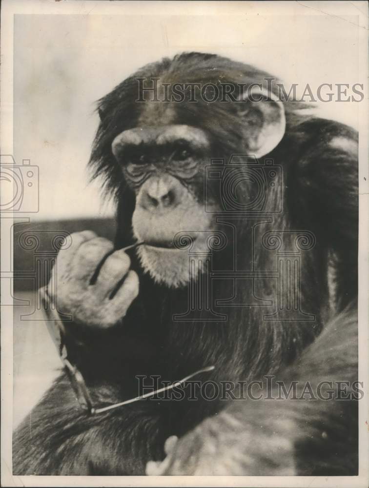 1955 Press Photo Dublin Zoo Solves Problems for Peter the Chimp - lrx18857- Historic Images