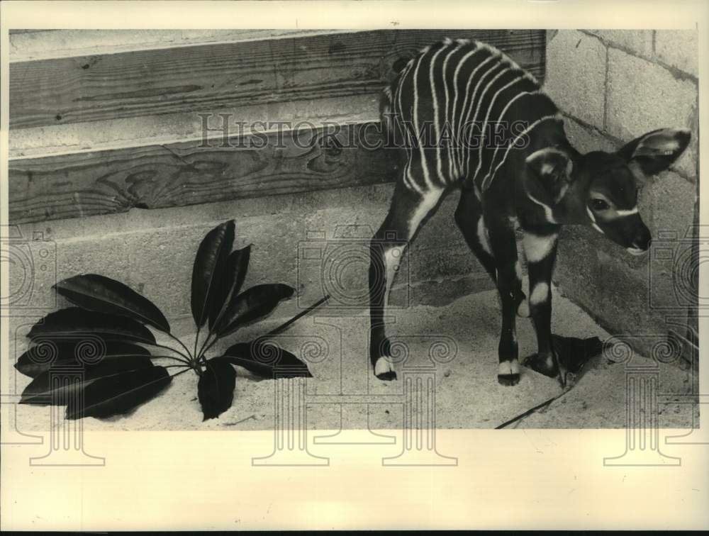 1991 Press Photo Newly Born Baby Bongo In The Metro Zoo - lrx28469- Historic Images