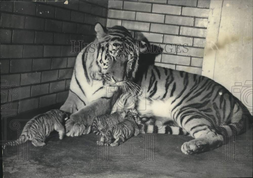 1967 Press Photo New Baby Tigers and Mother at Como Park Zoo. - lrx30233- Historic Images