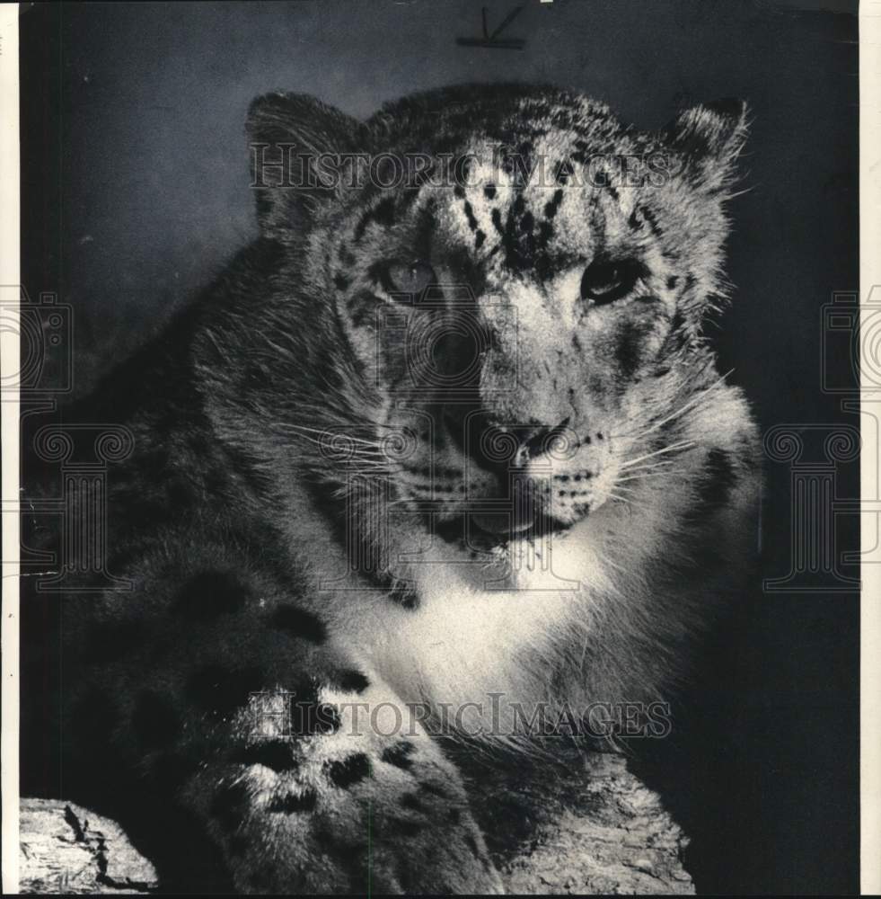 1979 Press Photo Snow Leopard from the Detroit Zoo - lrx55520- Historic Images