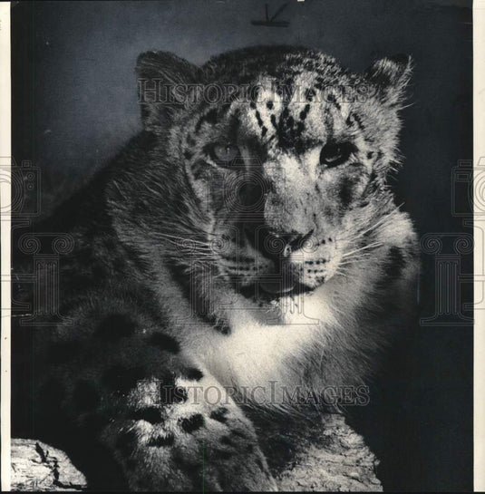 1979 Press Photo Snow Leopard from the Detroit Zoo - lrx55520- Historic Images