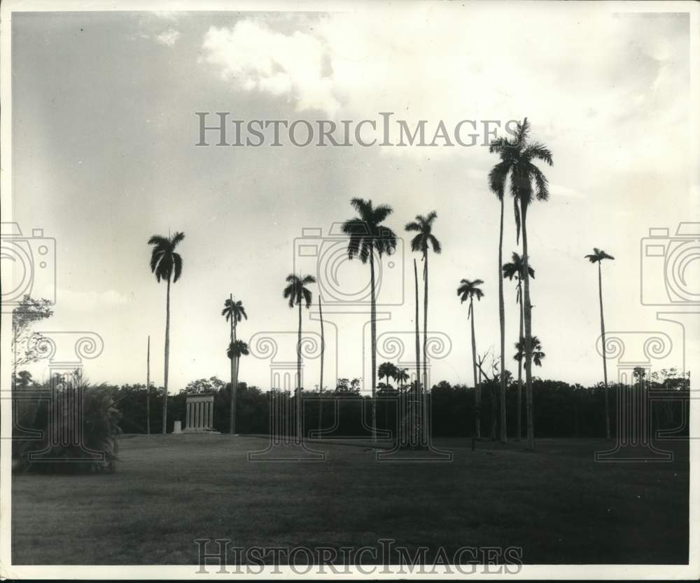 1958 Press Photo Dead Royal Tree Palms at Royal Palm Hammock in Collier County- Historic Images