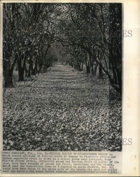 1963 Press Photo Freeze damage done to Florida citrus and vegetable crops- Historic Images