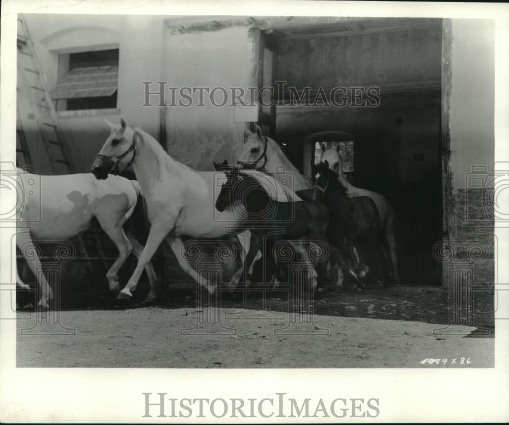 1940 Press Photo Lippizan horse Florian races to the green grass of the meadow- Historic Images