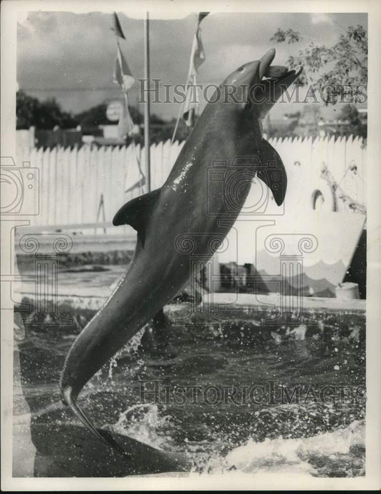 Press Photo Porpoise at Aquafair - lrx71720- Historic Images