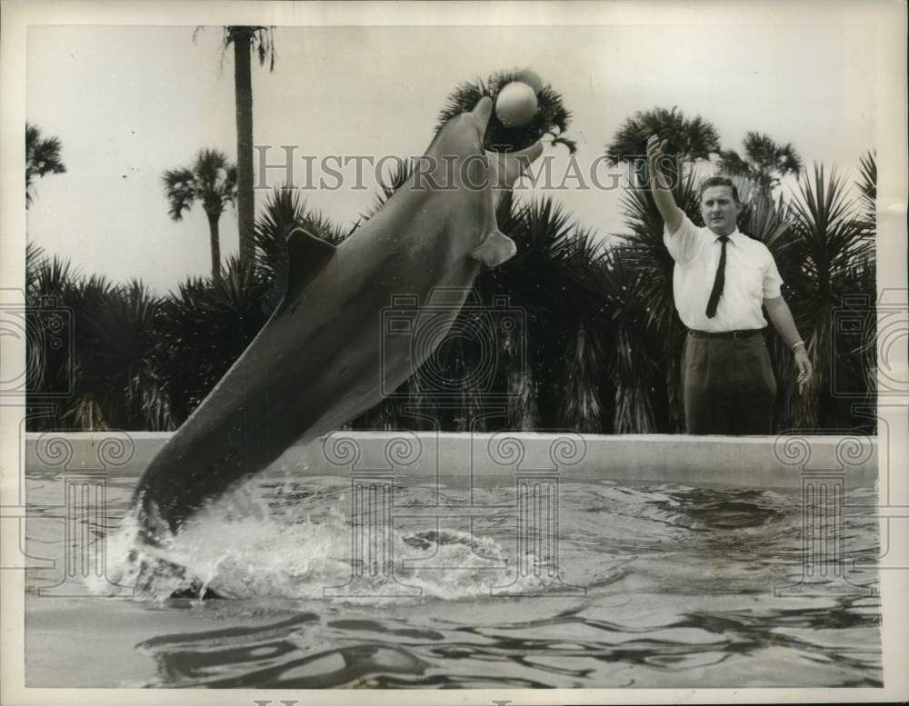 1959 Press Photo Porpoise jumps out of water to catch ball - lrx71998- Historic Images