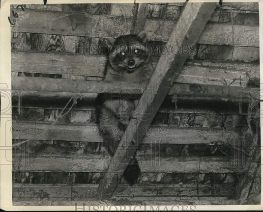 1942 Press Photo Racoon Caught After Ten Years of Chicken Stealing in Lawton- Historic Images