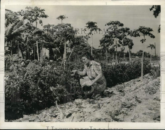1942 Press Photo Mrs Paul Sears Tends to her garden - lrx81105- Historic Images