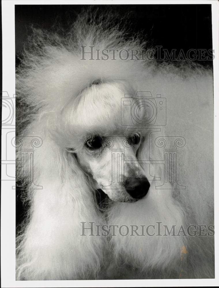 1960 Press Photo Champion Miniature Poodle in Minneapolis. - lrx87353- Historic Images