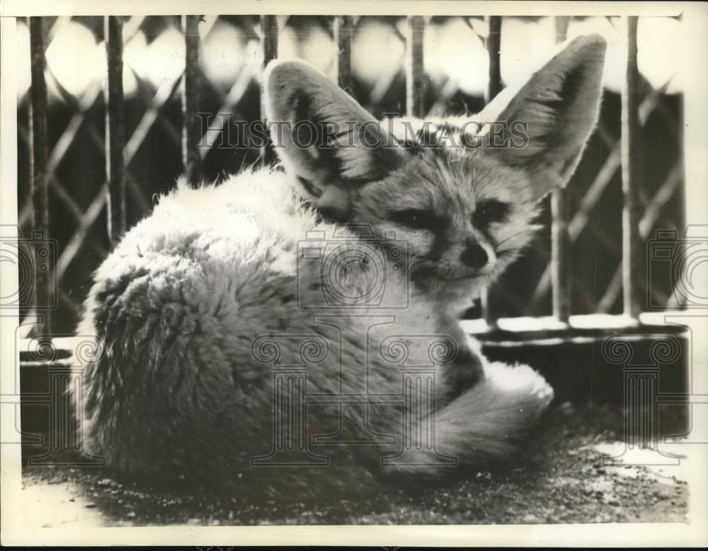 1940 Press Photo Fennec Fox seen at Philadelphia Zoological Gardens. - lrx90447- Historic Images