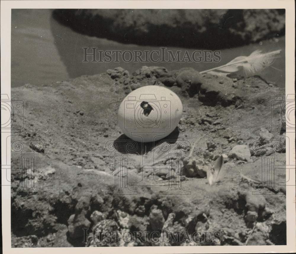 1952 Press Photo Hatching Flamingo Egg - lrx96275- Historic Images