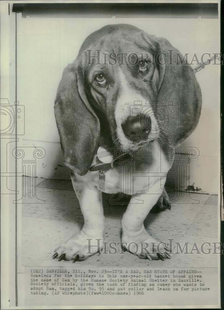 1966 Press Photo Sam, a basset hound up for adoption in Danville, Illinois- Historic Images