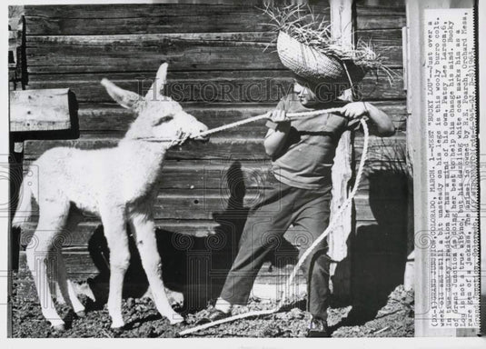 1963 Press Photo Patsy Lee Larson trying to subdue Burro Bucky Lou in Colorado- Historic Images