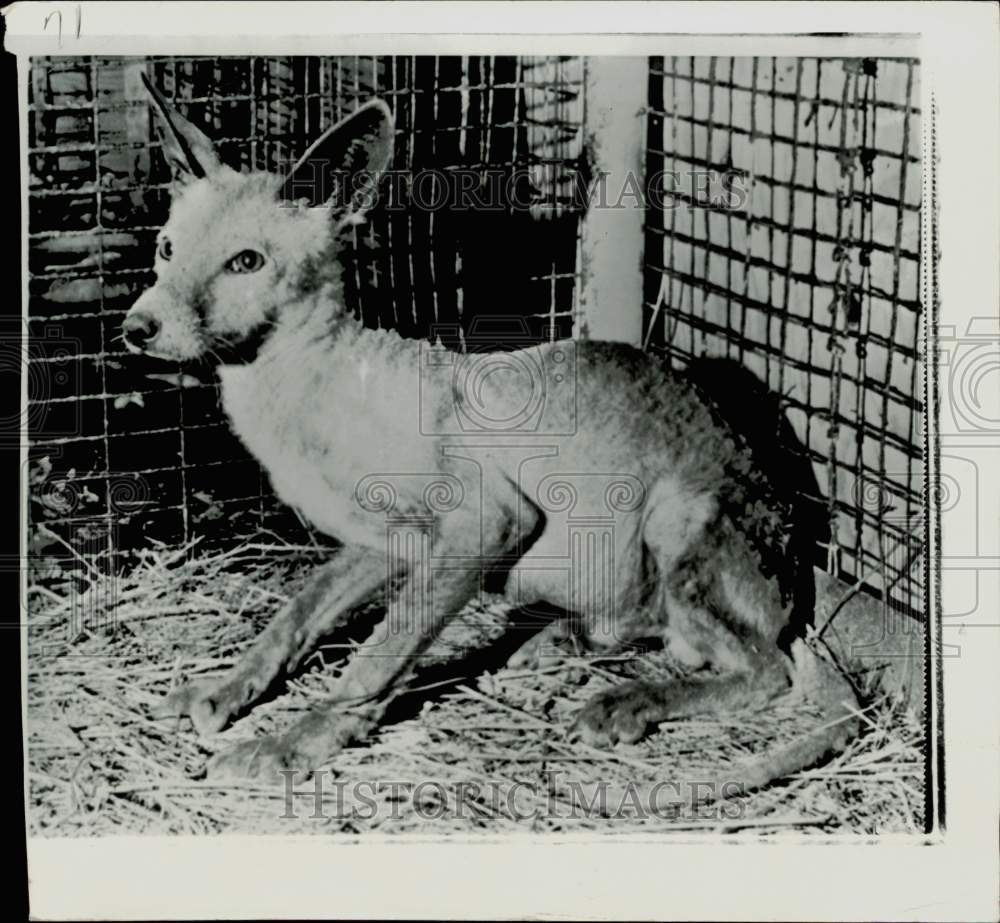 1971 Press Photo Strange animal at the Minot, North Dakota Zoo, called &quot;Whatsit&quot;- Historic Images