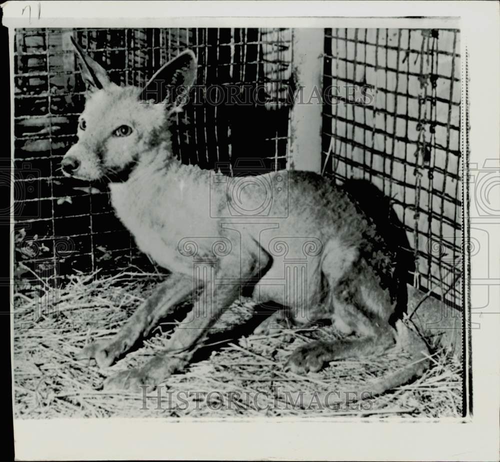 1971 Press Photo Strange animal at the Minot, North Dakota Zoo, called "Whatsit"- Historic Images