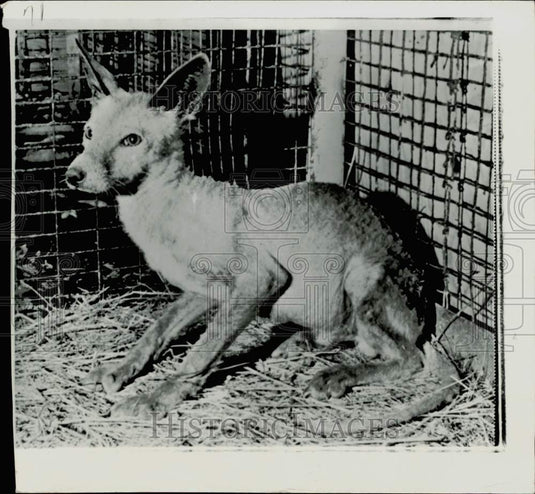1971 Press Photo Strange animal at the Minot, North Dakota Zoo, called "Whatsit"- Historic Images
