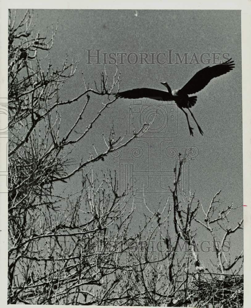 1972 Press Photo Great Blue Herons Nest on Walnut River Bank, El Dorado, Kansas- Historic Images