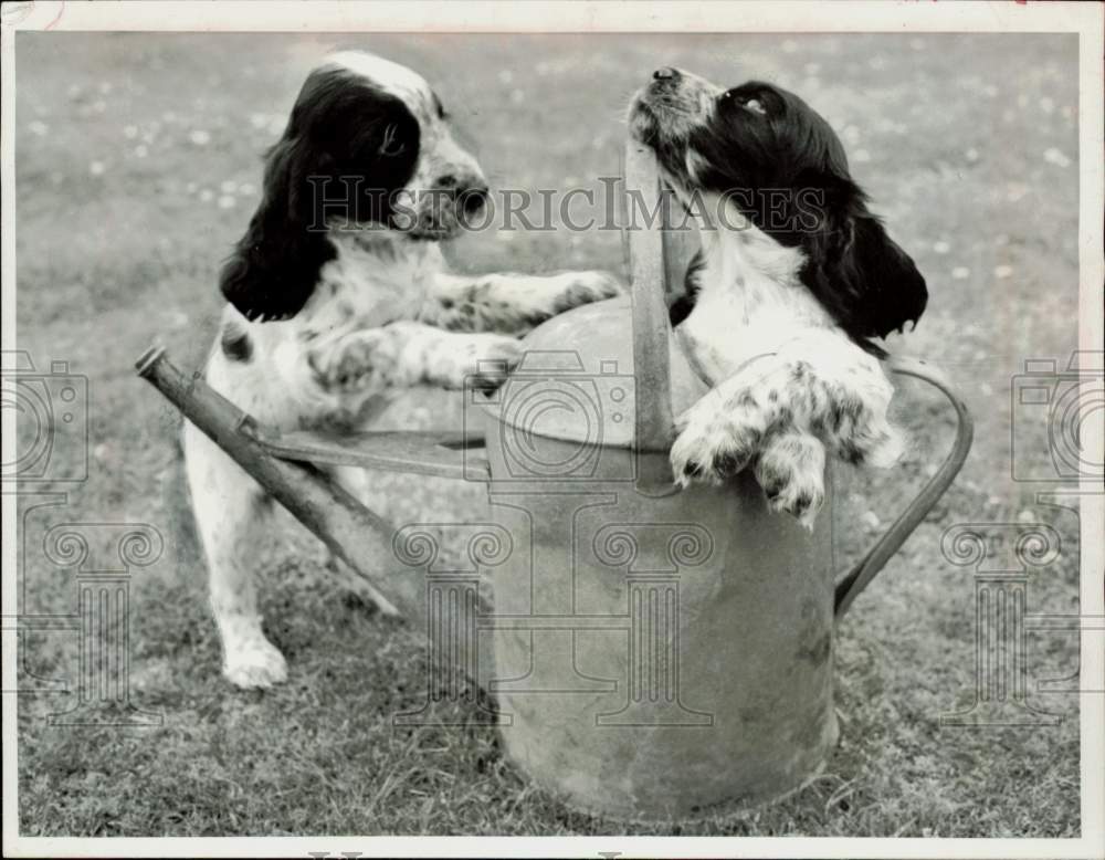 1964 Press Photo Cocker spaniel puppies play at Collinwood Kennels in England- Historic Images