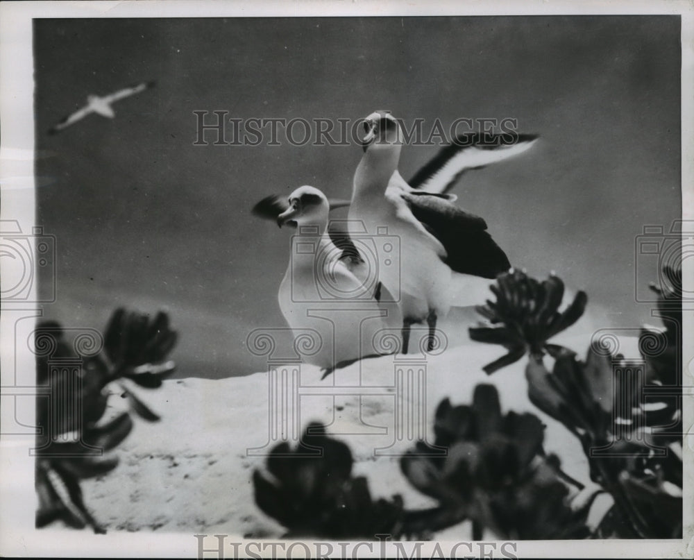 1955 Press Photo Gooney birds in their home, tiny Midway Island in the Pacific,- Historic Images