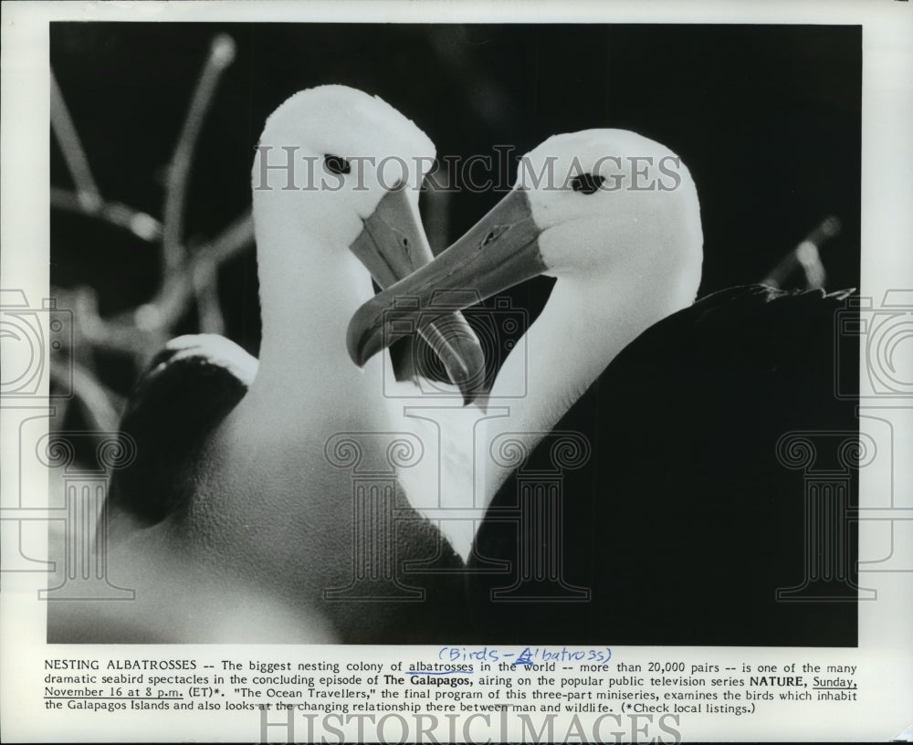  Press Photo The Albatross featured on The Galapagos on PBS- Historic Images