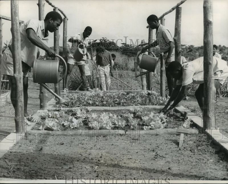 Load image into Gallery viewer, 1965 Press Photo Cabbages, lettuce and pineapples are cultivated - mja02763
