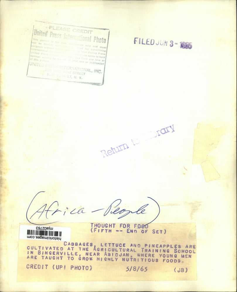 1965 Press Photo Cabbages, lettuce and pineapples are cultivated - mja02763